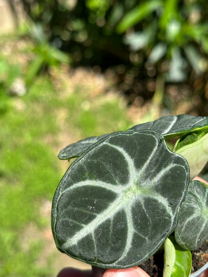 Alocasia Ninja Variegata