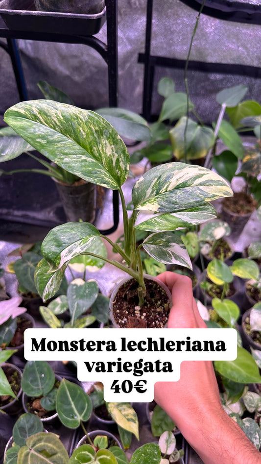 Monstera lechleriana