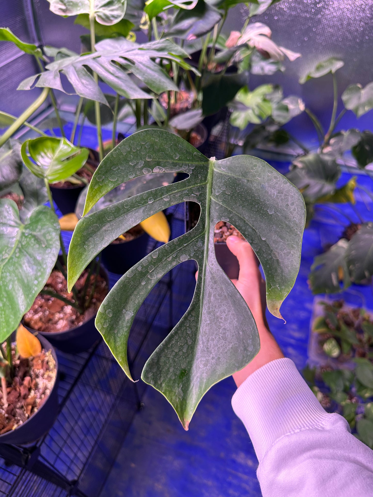 Monstera ssp Sierrana