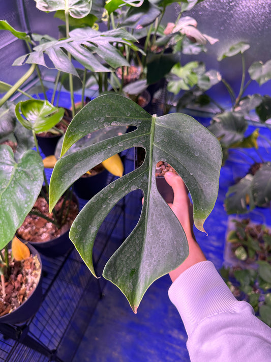 Monstera ssp Sierrana