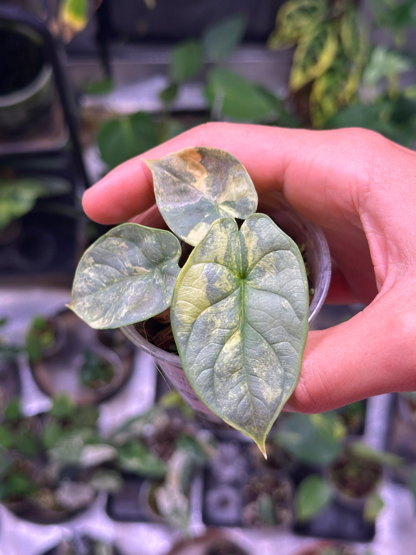 Alocasia Silver dragon aurea variegata