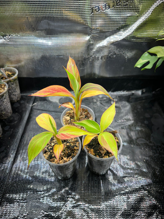 Musa Nono pink var