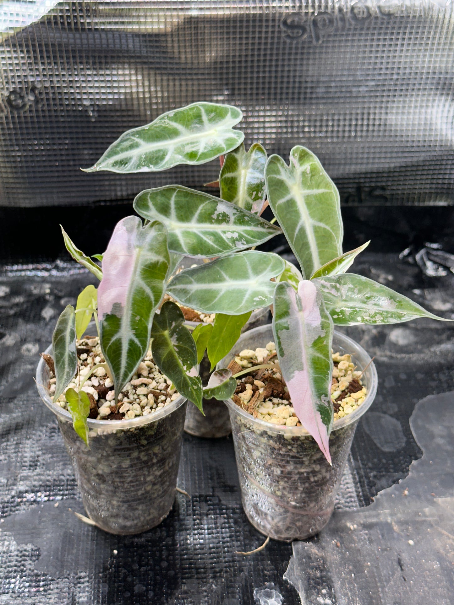 Alocasia bambino pink variegata