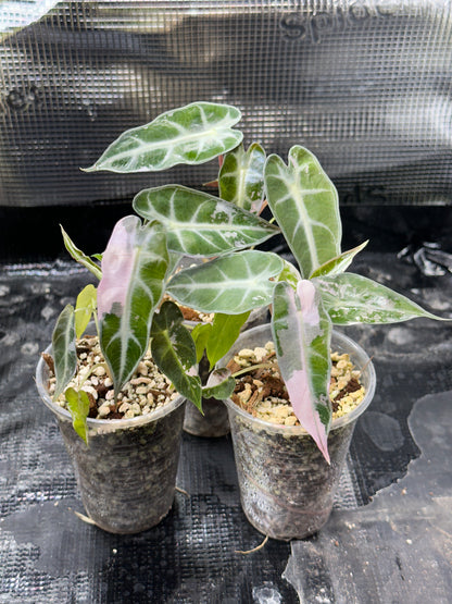 Alocasia bambino pink variegata