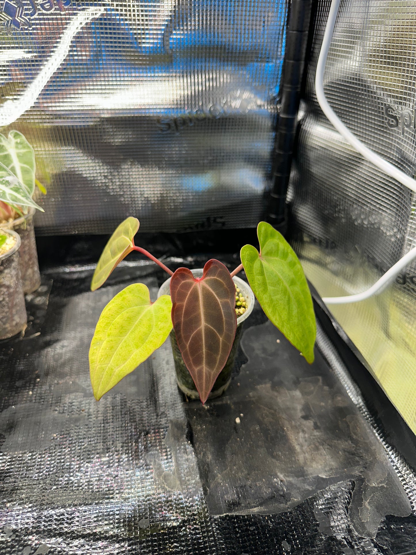 Anthurium ace of spades