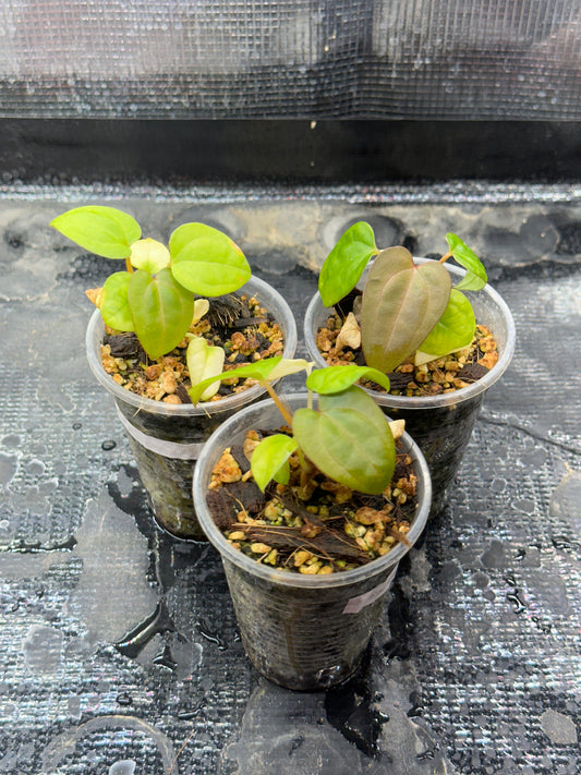 Anthurium red & dark phoenix X red & dark sweatheart