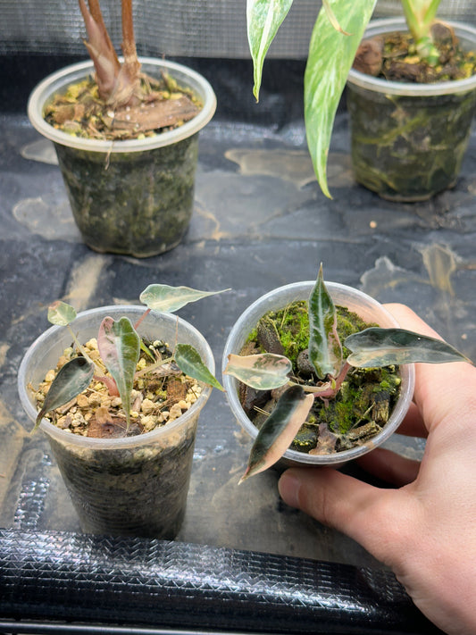Alocasia bambino pink gold variegata