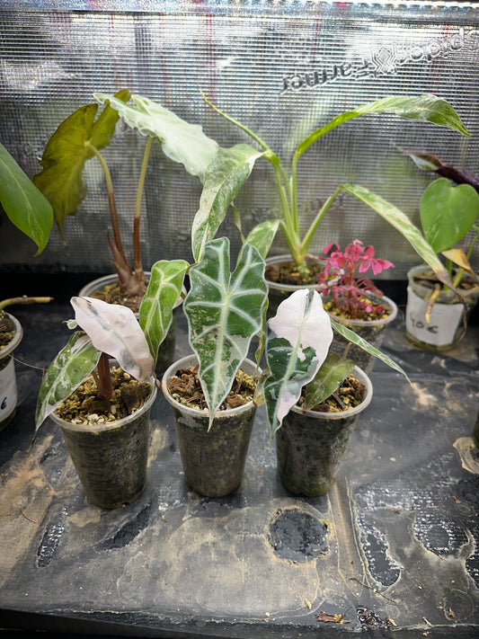 Alocasia polly pink snowflake
