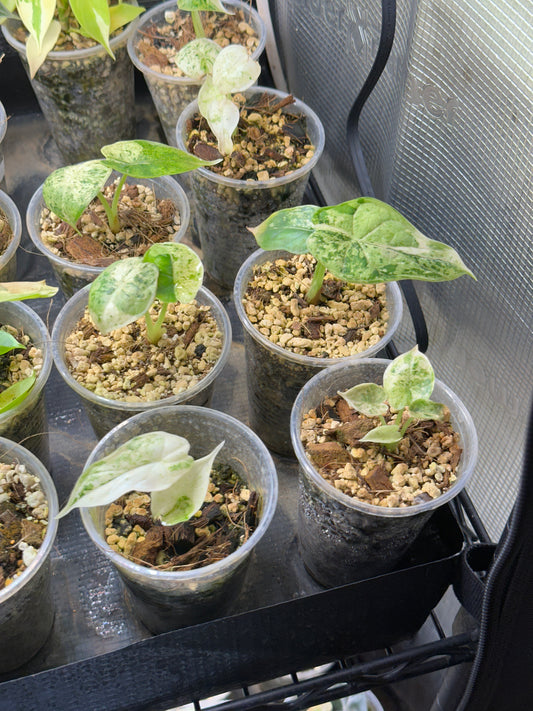 Alocasia Dragon Scale Mint Variegata