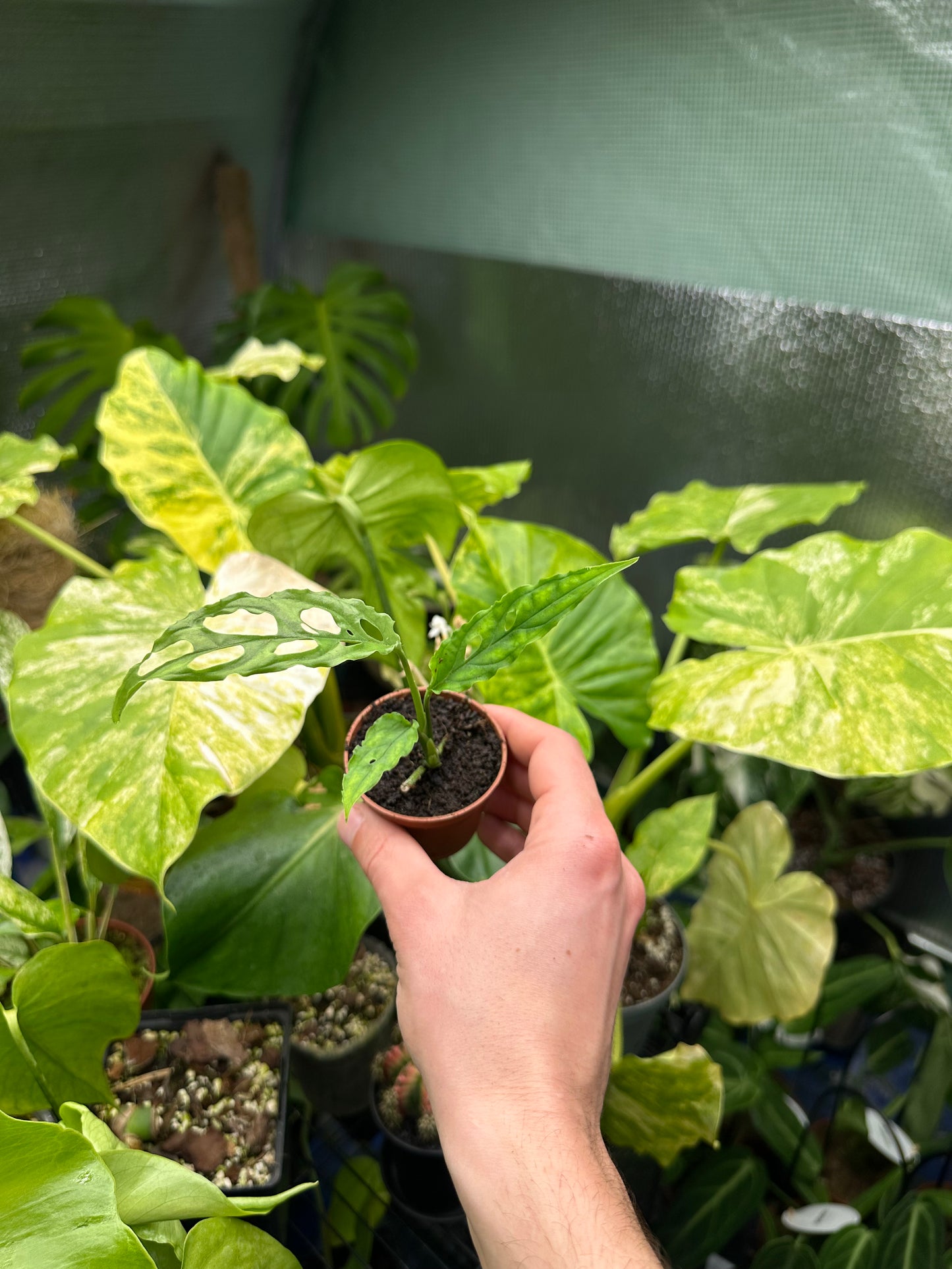 Baby Monstera Obliqua Peru