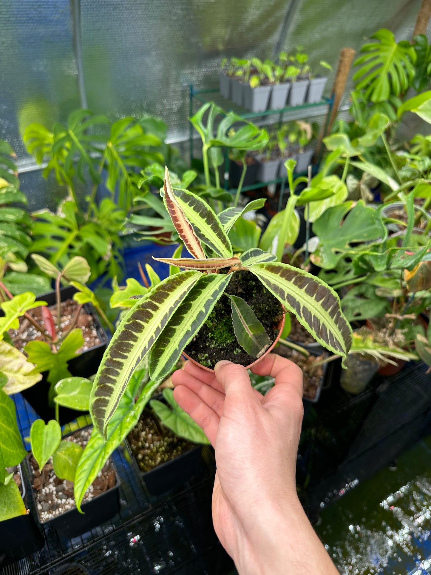 Labisia Jabi