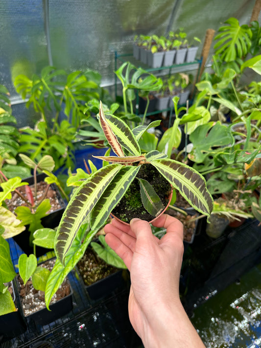 Labisia Jabi