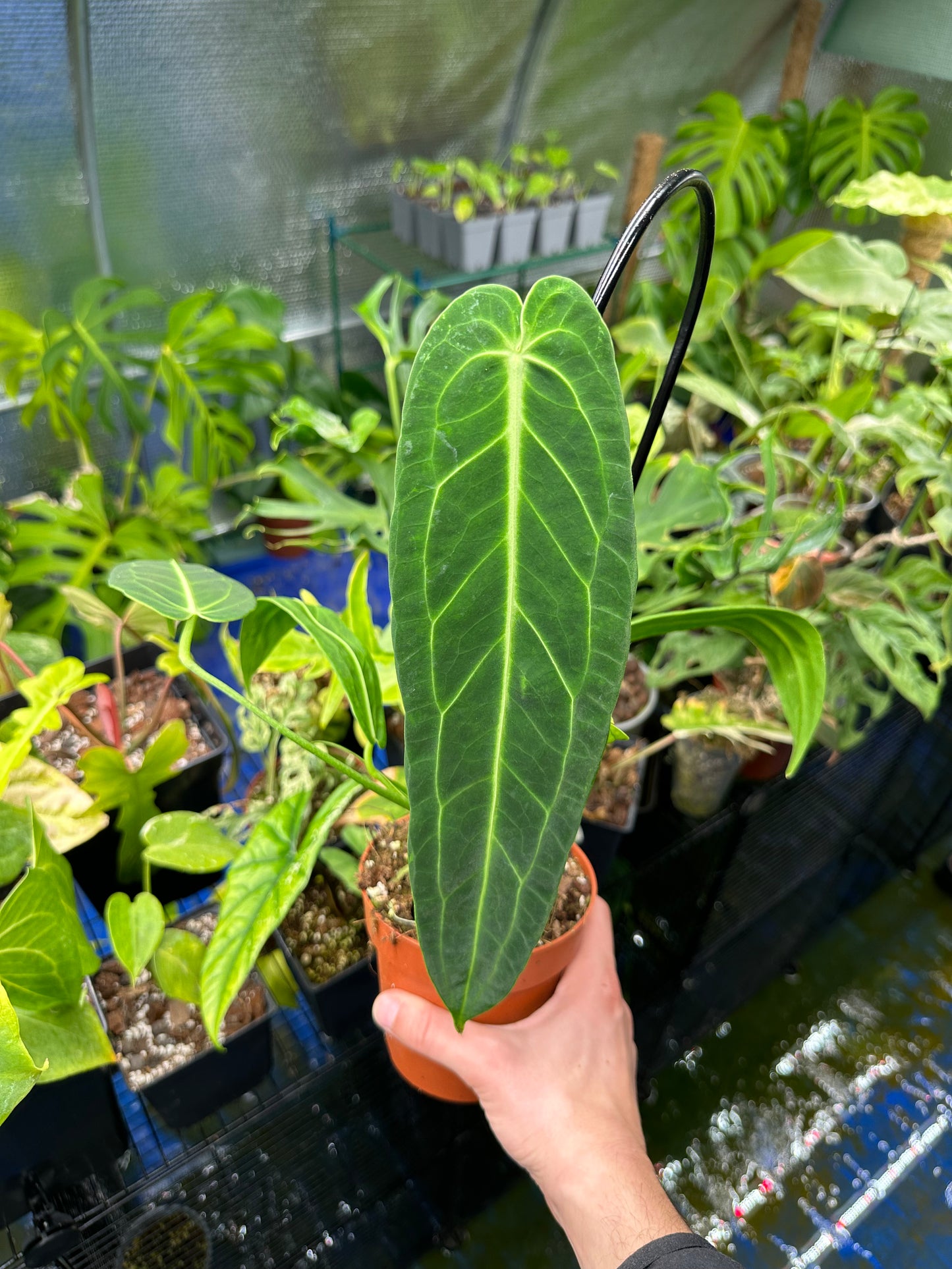 Anthurium Warocqueanum