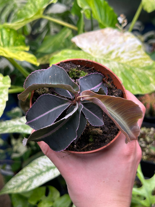 Labisia Pumila