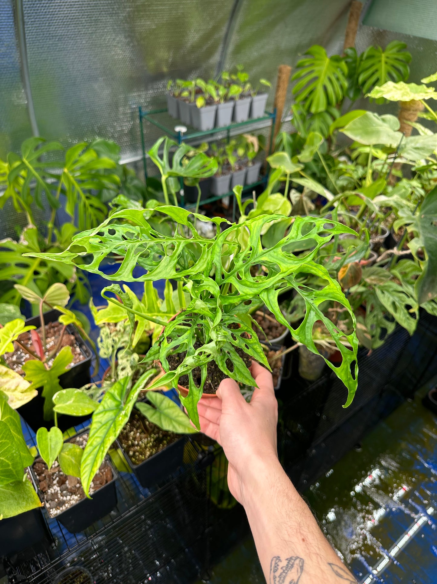 Monstera Obliqua Peru