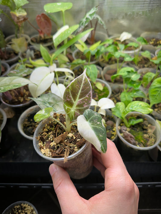 Alocasia Black Velvet Pink Var