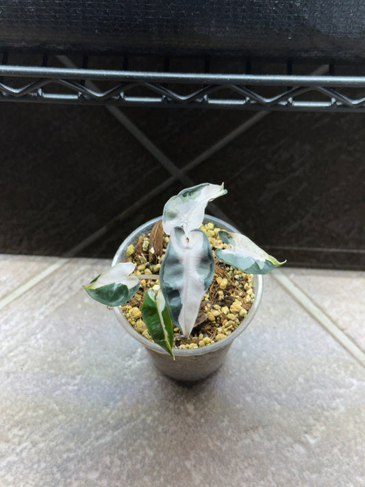 Alocasia bambino lava pink variegata