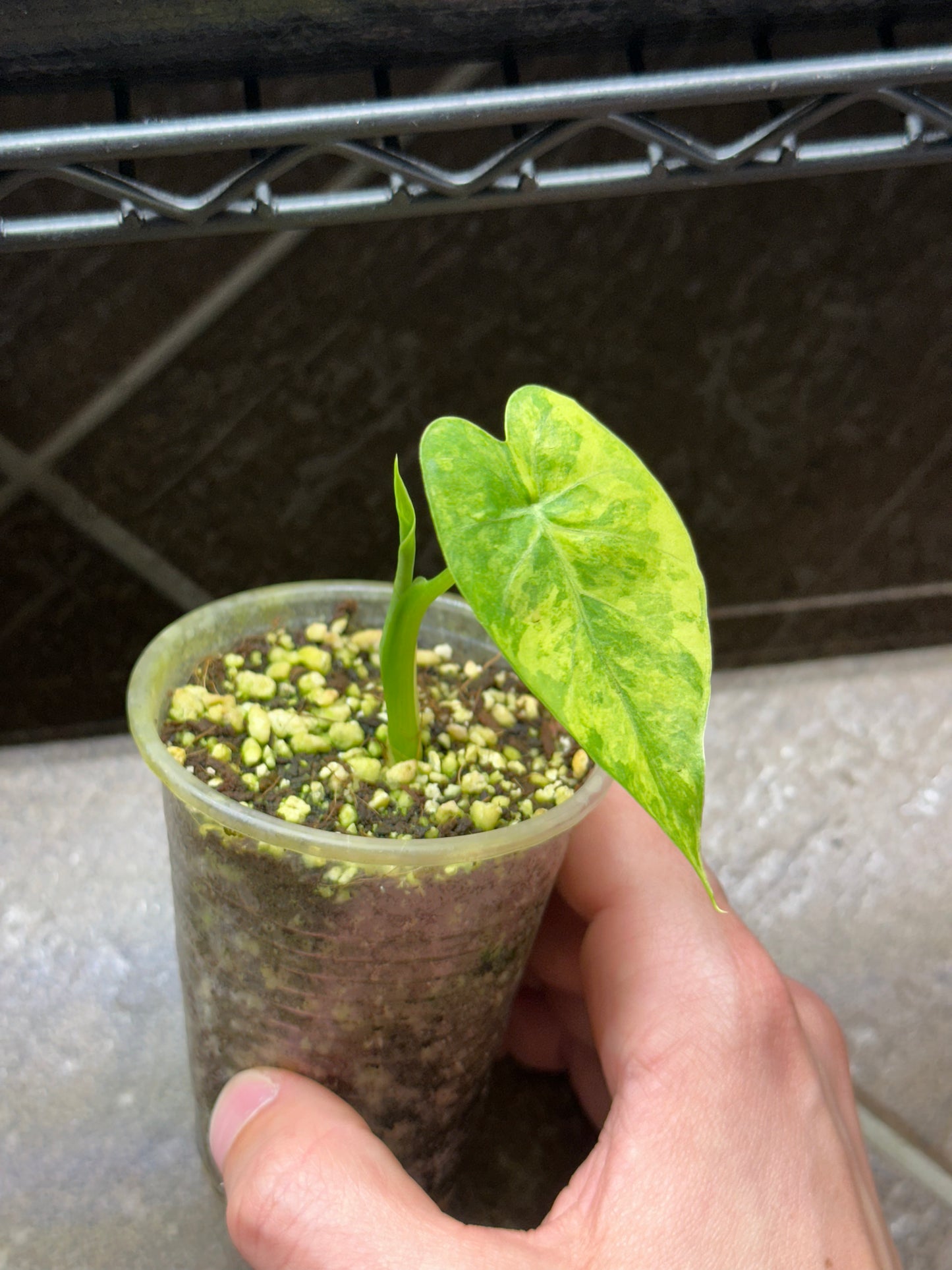 Alocasia gagaena aurea variegata
