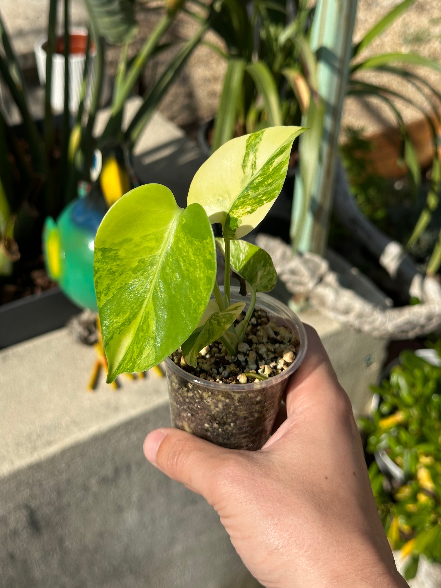 Monstera yellow marilyn