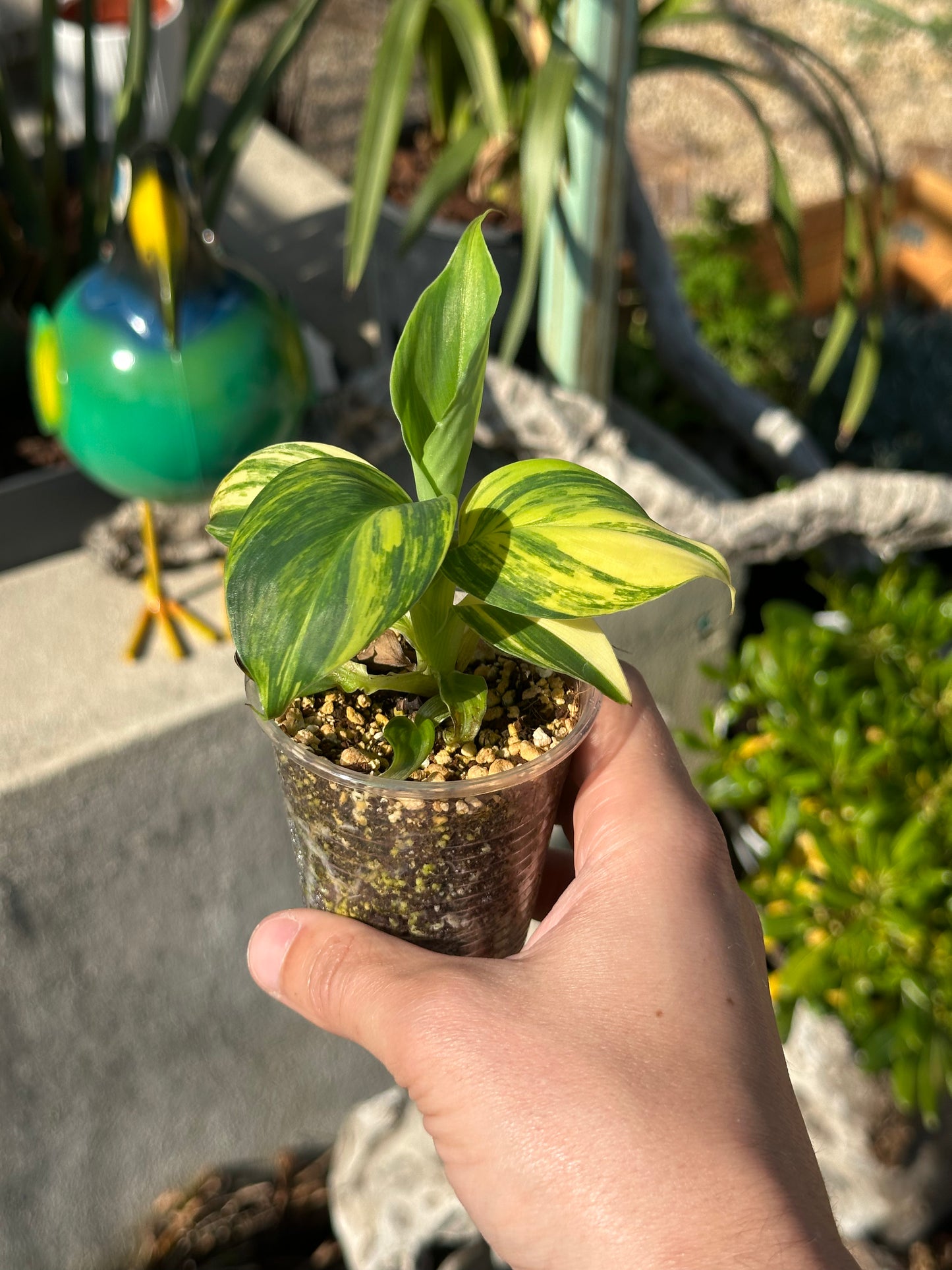 Bananier Musa Aurea