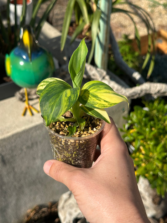 Bananier Musa Aurea
