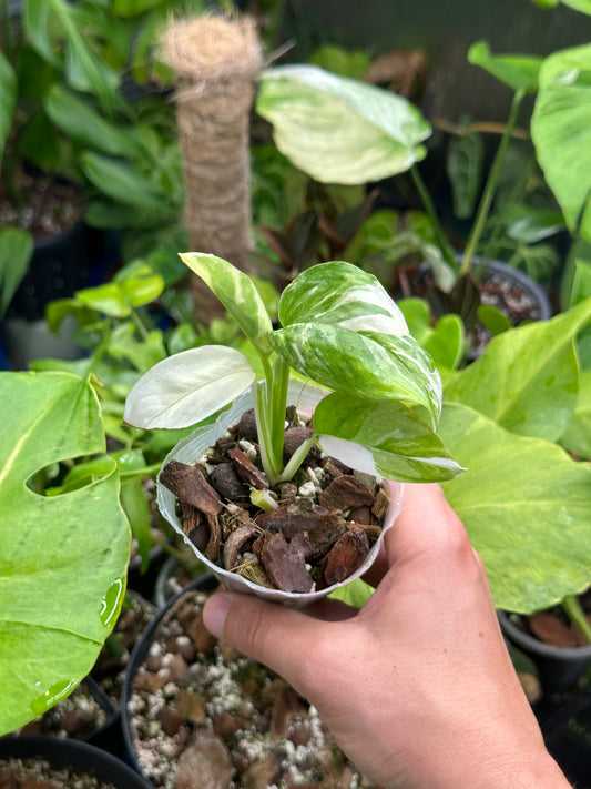 Monstera lechleriana variegata