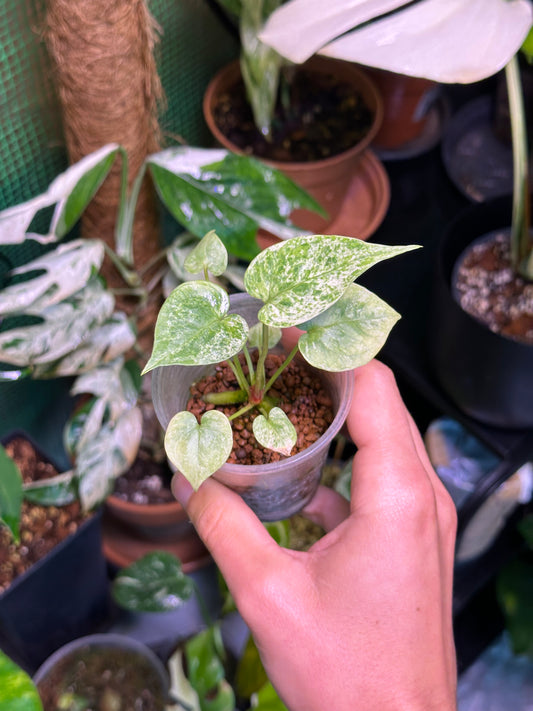 Anthurium Hookeri Variegata