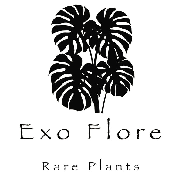 Exo Flore