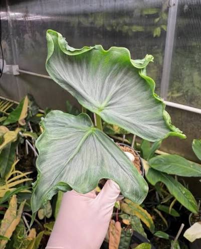 Alocasia Holy Grail TC Précommande